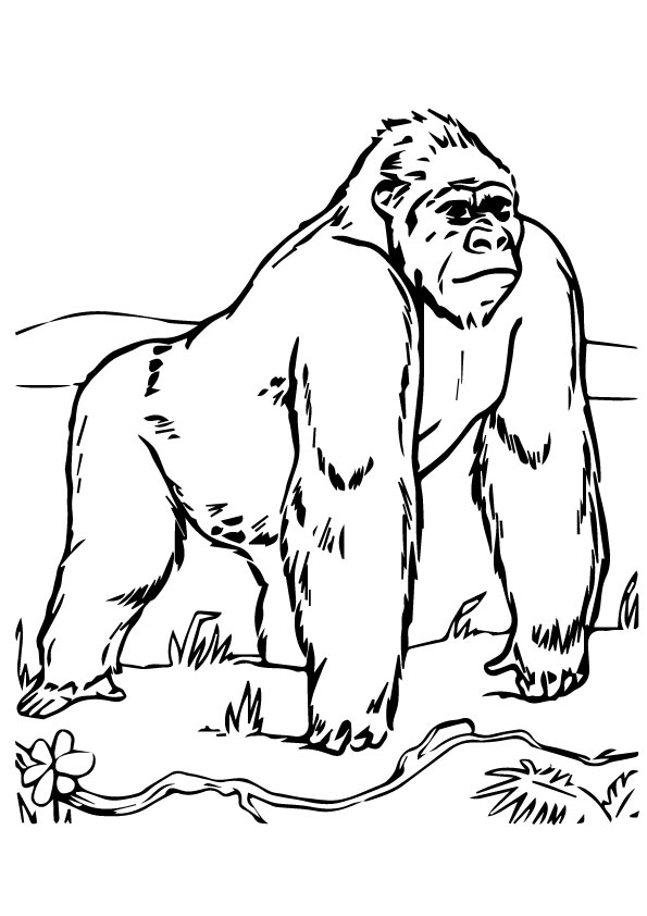 Plansa de colorat cu Gorilla 17 9